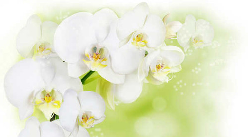 Jual Poster Orchid Closeup White WPS 004