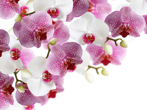 Jual Poster Orchid Closeup White WPS 005