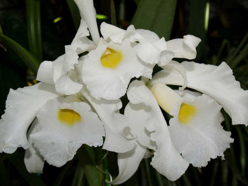 Jual Poster Orchid Closeup White WPS 006