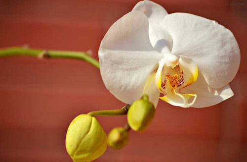 Jual Poster Orchid Closeup White WPS 008