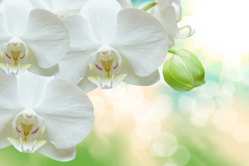 Jual Poster Orchid Closeup White WPS 009