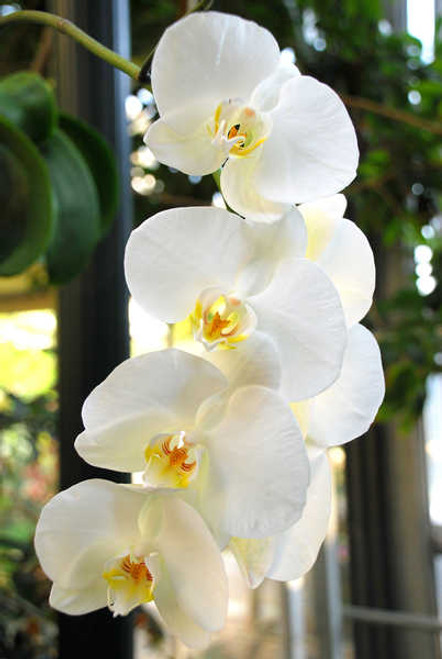 Jual Poster Orchid Closeup White WPS 011