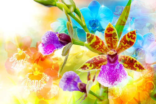 Jual Poster Orchid Closeup WPS 007