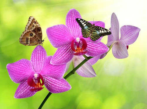 Jual Poster Orchid Closeup WPS 010