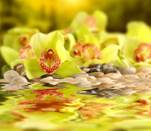 Jual Poster Orchid Closeup Yellow WPS 001