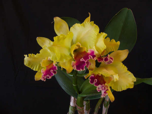 Jual Poster Orchid Closeup Yellow WPS 004