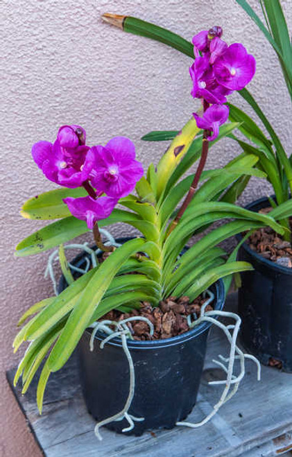 Jual Poster Orchid Flowerpot Violet WPS