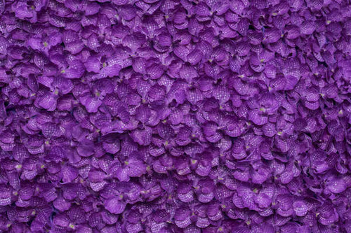 Jual Poster Orchid Texture Violet Petals WPS