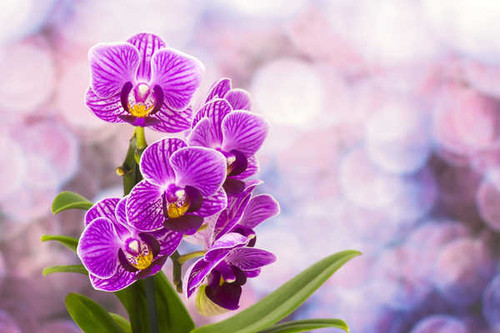 Jual Poster Orchid Violet WPS