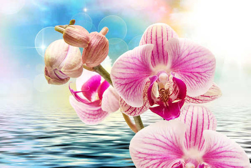 Jual Poster Orchid Water Closeup WPS 001