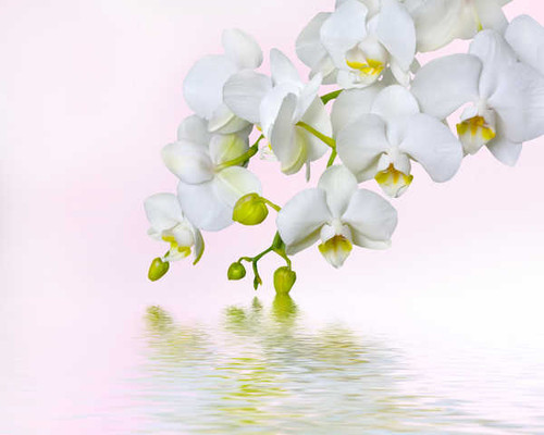 Jual Poster Orchid Water White background White WPS