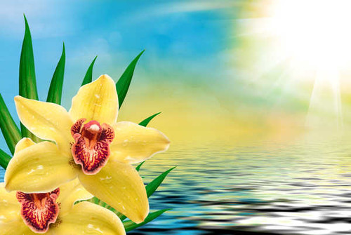 Jual Poster Orchid Water Yellow WPS 001