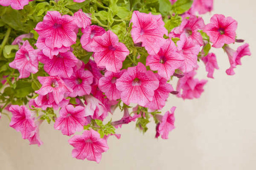 Jual Poster Petunia Closeup Colored background Pink color WPS