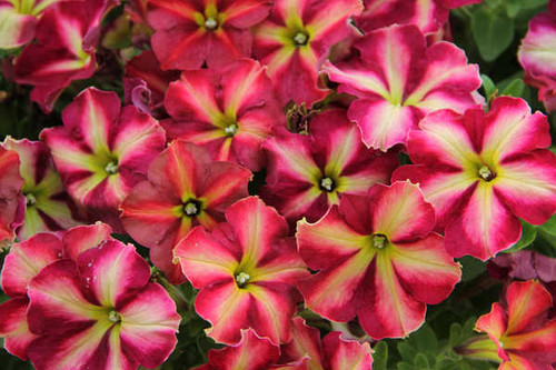 Jual Poster Petunia Closeup Petunia Cha Ching Cherry WPS Jual Poster Petunia Closeup Petunia Cha Ching Cherry WPS