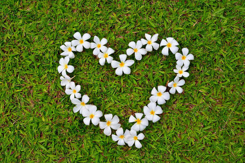 Jual Poster Plumeria Heart Grass WPS