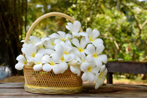 Jual Poster Plumeria Wicker basket White WPS