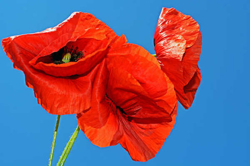 Jual Poster Poppies Closeup Colored background Red WPS 001
