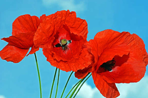 Jual Poster Poppies Closeup Colored background Red WPS 002