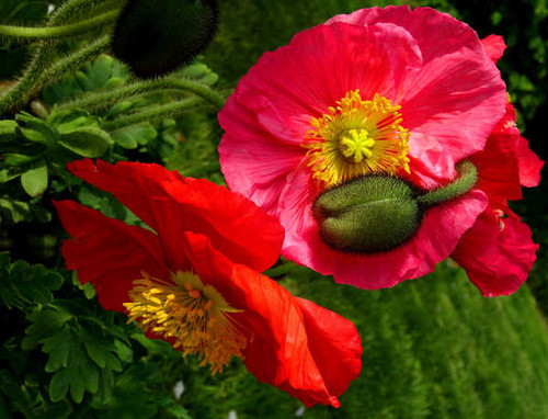 Jual Poster Poppies Closeup Flower bud WPS 001