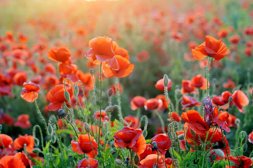 Jual Poster Poppies Closeup Many WPS 001