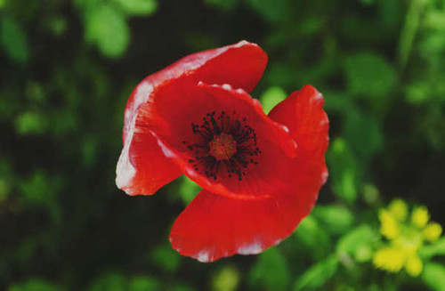Jual Poster Poppies Closeup Red WPS 002