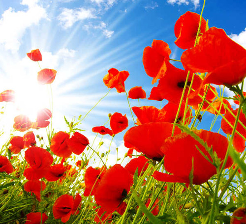 Jual Poster Poppies Closeup Sky Rays WPS