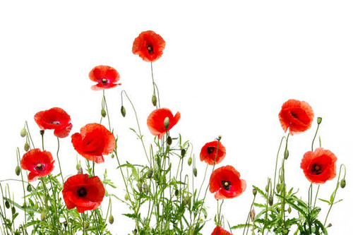 Jual Poster Poppies Closeup White WPS 001