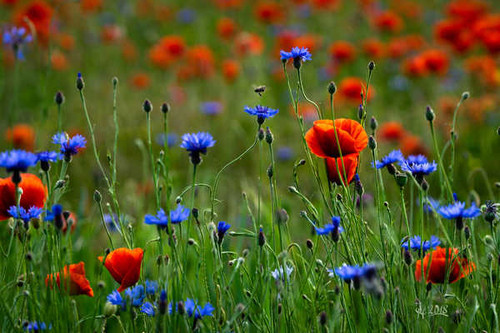 Jual Poster Poppies Cornflowers Grasslands WPS