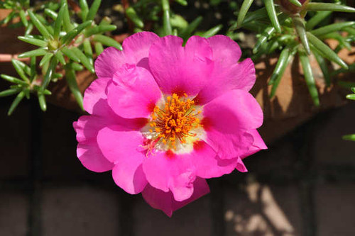 Jual Poster Portulaca Closeup Pink WPS 003