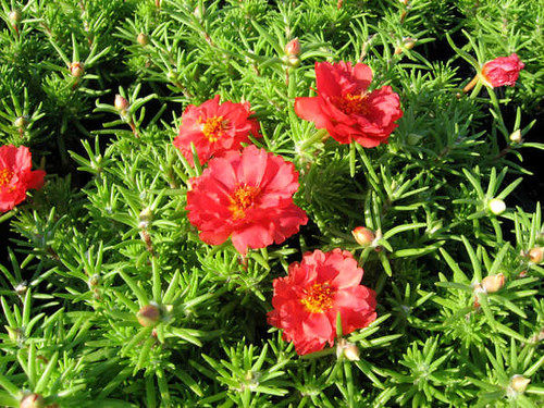 Jual Poster Portulaca Closeup Red WPS