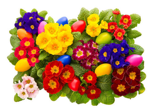 Jual Poster Primula Closeup Easter White background Multicolor WPS