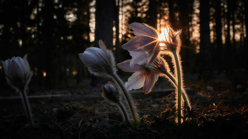 Jual Poster Pulsatilla Evening Rays of light Bokeh WPS