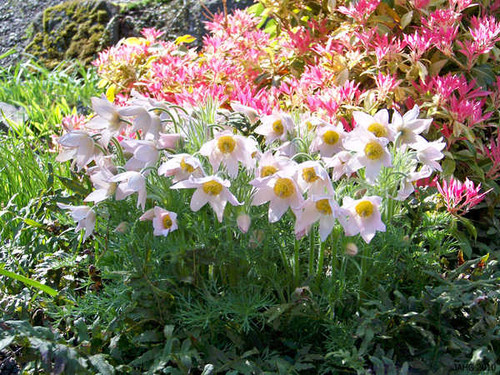 Jual Poster Pulsatilla White WPS