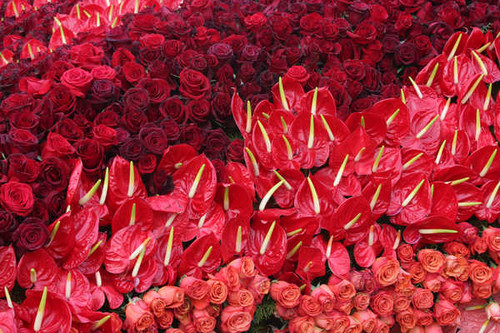 Jual Poster Roses Anthurium Many Red WPS