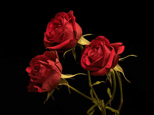 Jual Poster Roses Black background Three 3 Red WPS 002