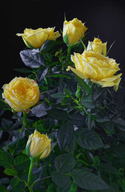 Jual Poster Roses Closeup Black background Yellow WPS 002