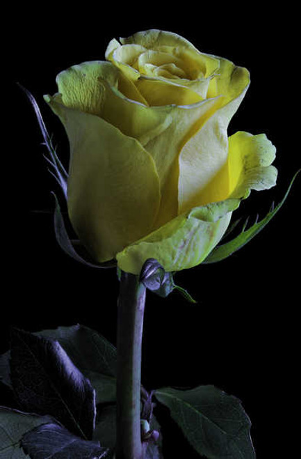 Jual Poster Roses Closeup Black background Yellow WPS 003