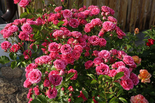 Jual Poster Roses Closeup Pink color WPS 040