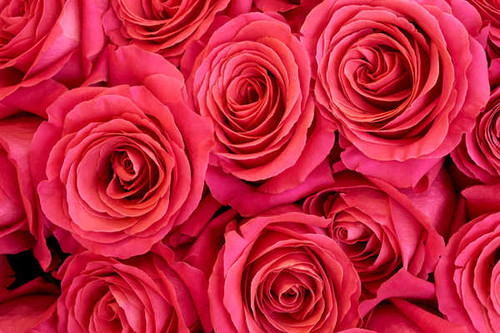 Jual Poster Roses Closeup Pink color WPS 049