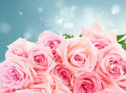 Jual Poster Roses Closeup Pink color WPS 054
