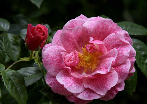 Jual Poster Roses Closeup Pink color WPS 056