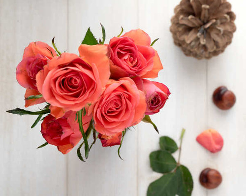 Jual Poster Roses Closeup Pink color WPS 063