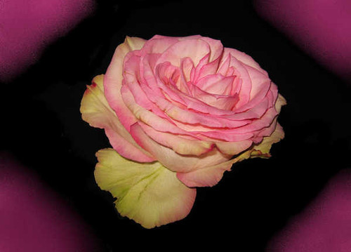 Jual Poster Roses Closeup Pink color WPS 064 Jual Poster Roses Closeup Pink color WPS 064