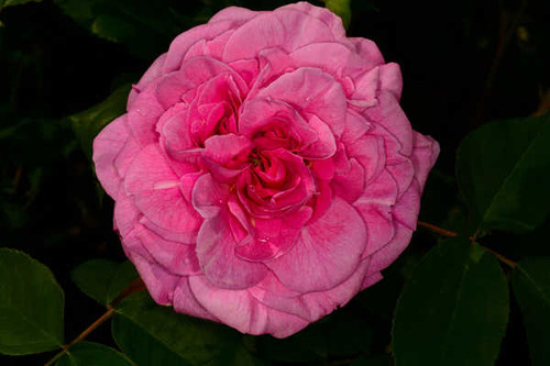 Jual Poster Roses Closeup Pink color WPS 066 Jual Poster Roses Closeup Pink color WPS 066