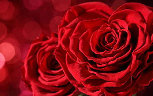 Jual Poster Roses Closeup Red WPS 015