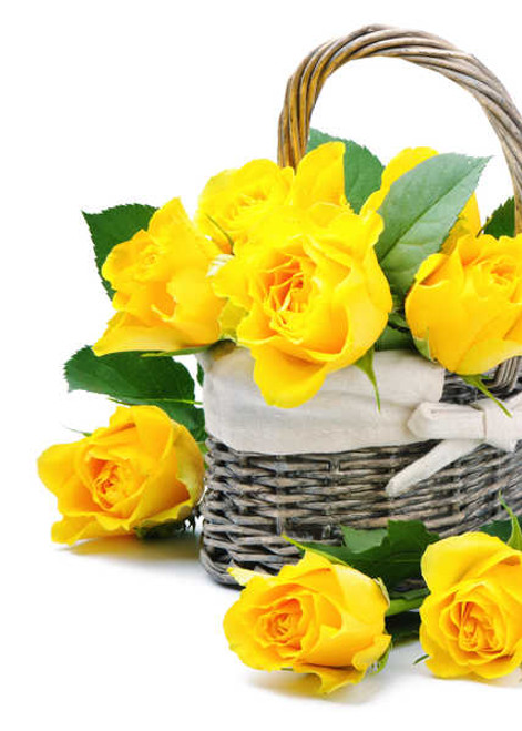Jual Poster Roses Closeup White background Yellow Wicker WPS
