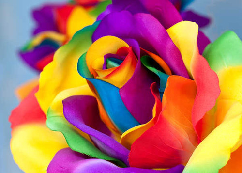 Jual Poster Roses Closeup WPS 040 Jual Poster Roses Closeup WPS 040