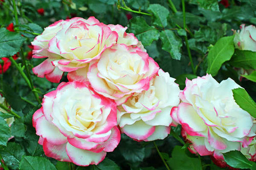 Jual Poster Roses Closeup WPS 054