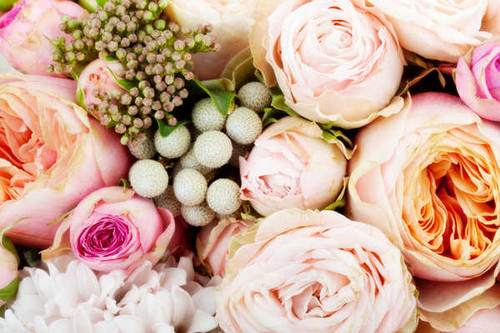 Jual Poster Roses Closeup WPS 056 Jual Poster Roses Closeup WPS 056