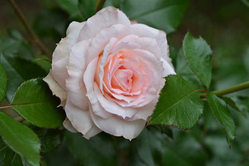 Jual Poster Roses Closeup WPS 059 Jual Poster Roses Closeup WPS 059